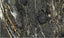 Cosmic - Granite Worktop