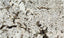 Arctic Cream - Granite Worktop