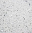 GALAXY WHITE